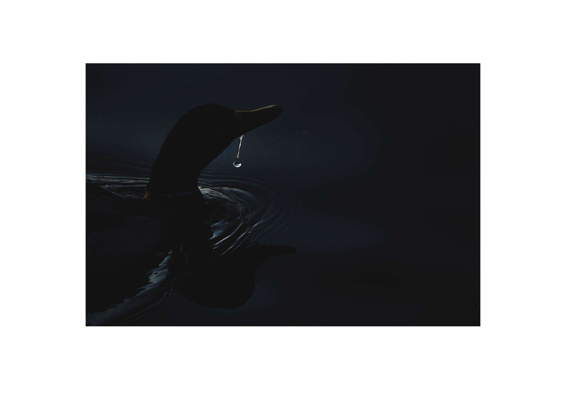 Ente
