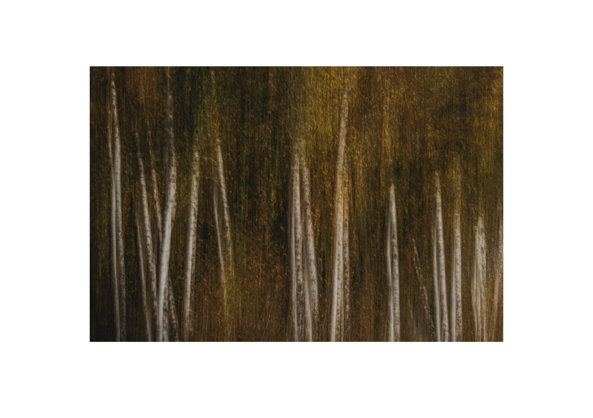 Birkenwald