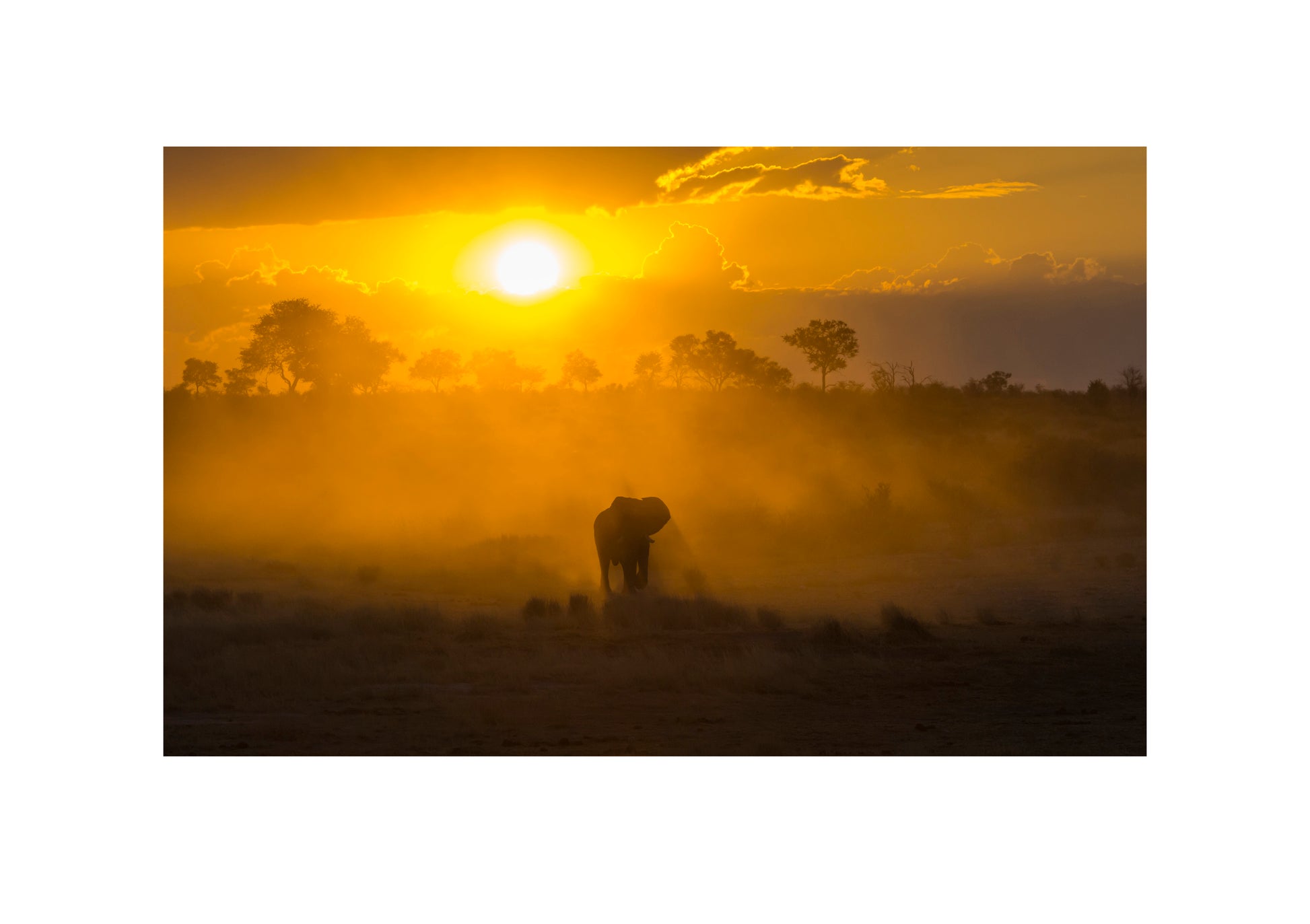 Elefant im Khaudum Nationalpark in Namibia
