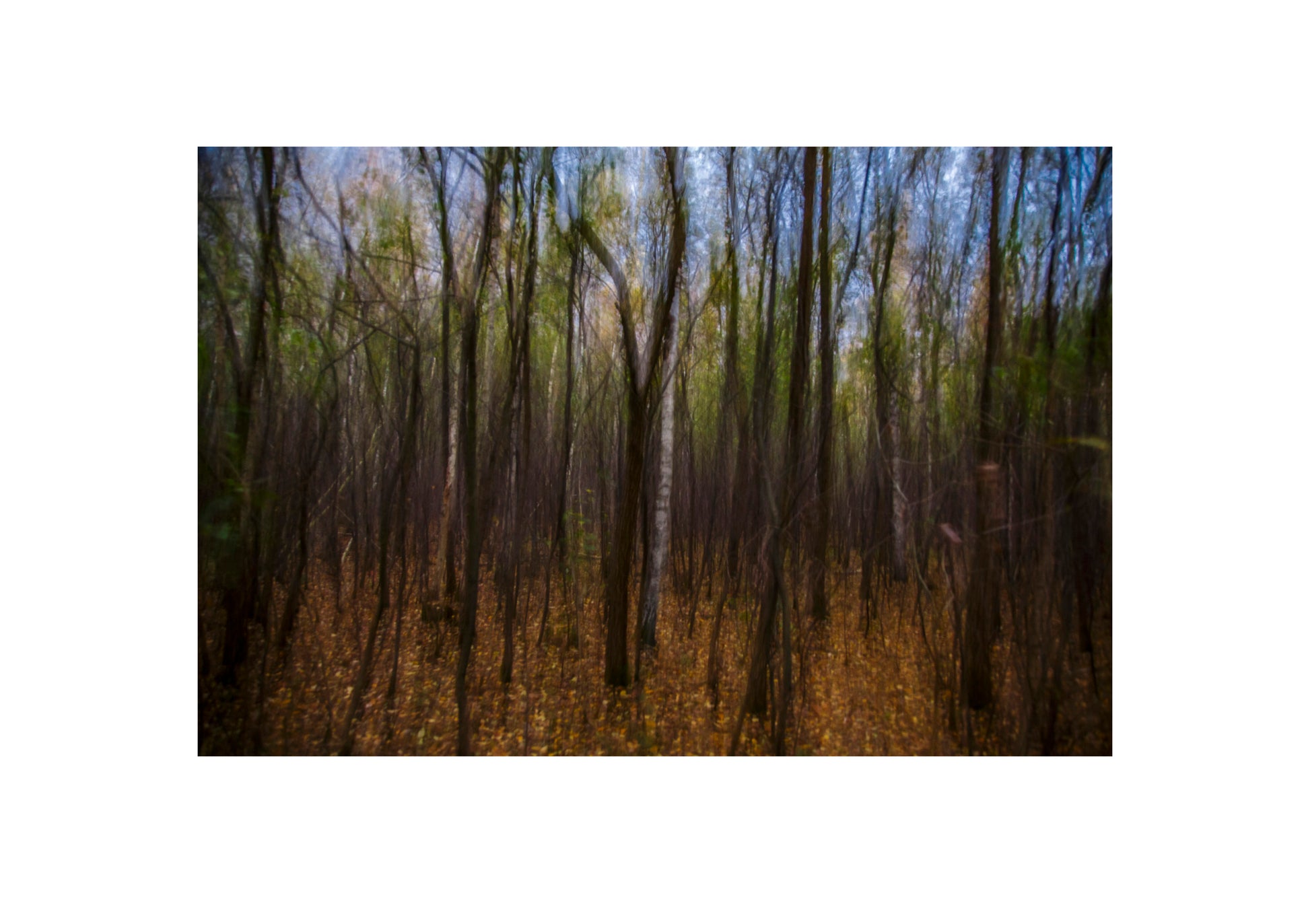 Herbstwald