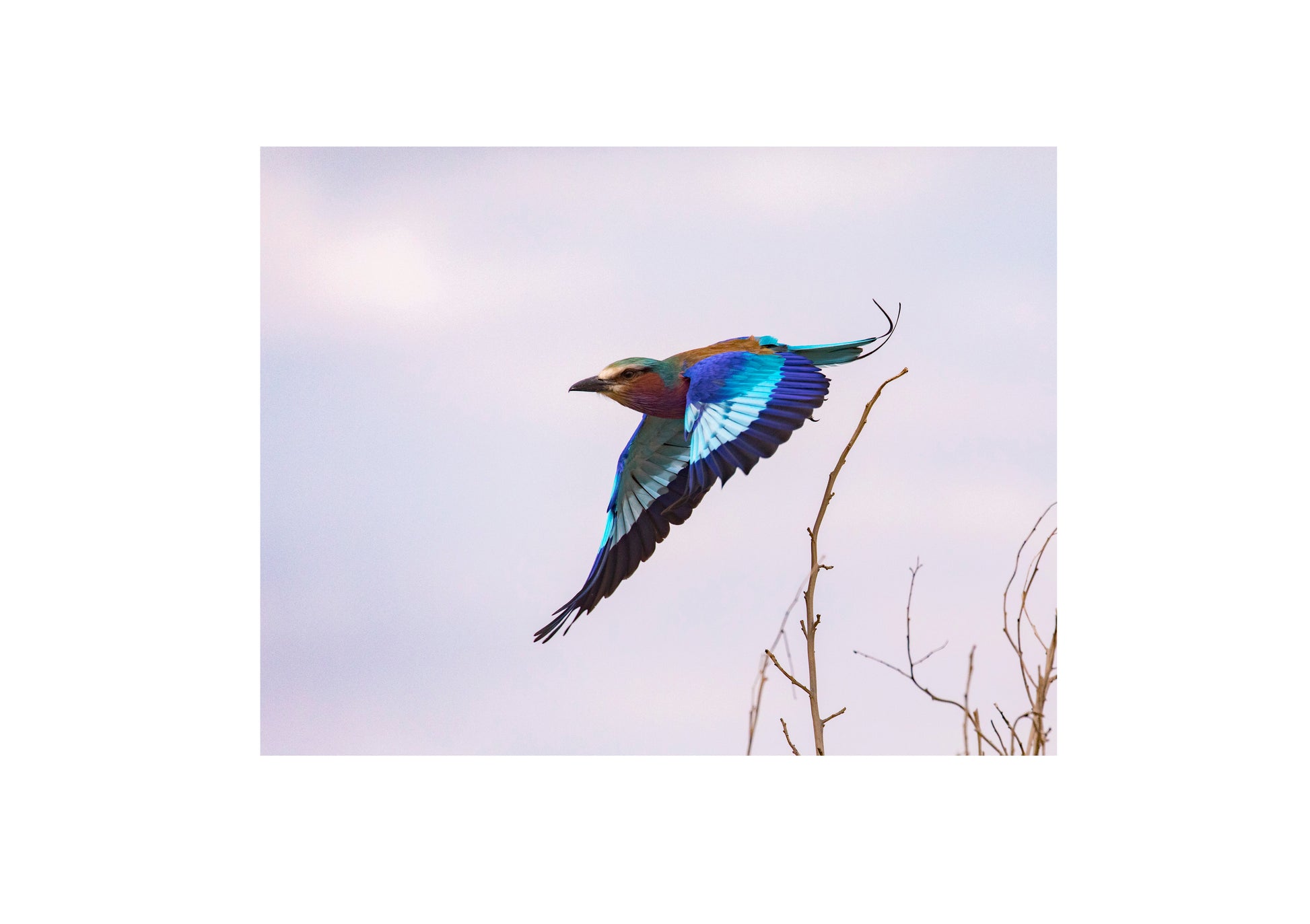 Lilac Breasted Roller