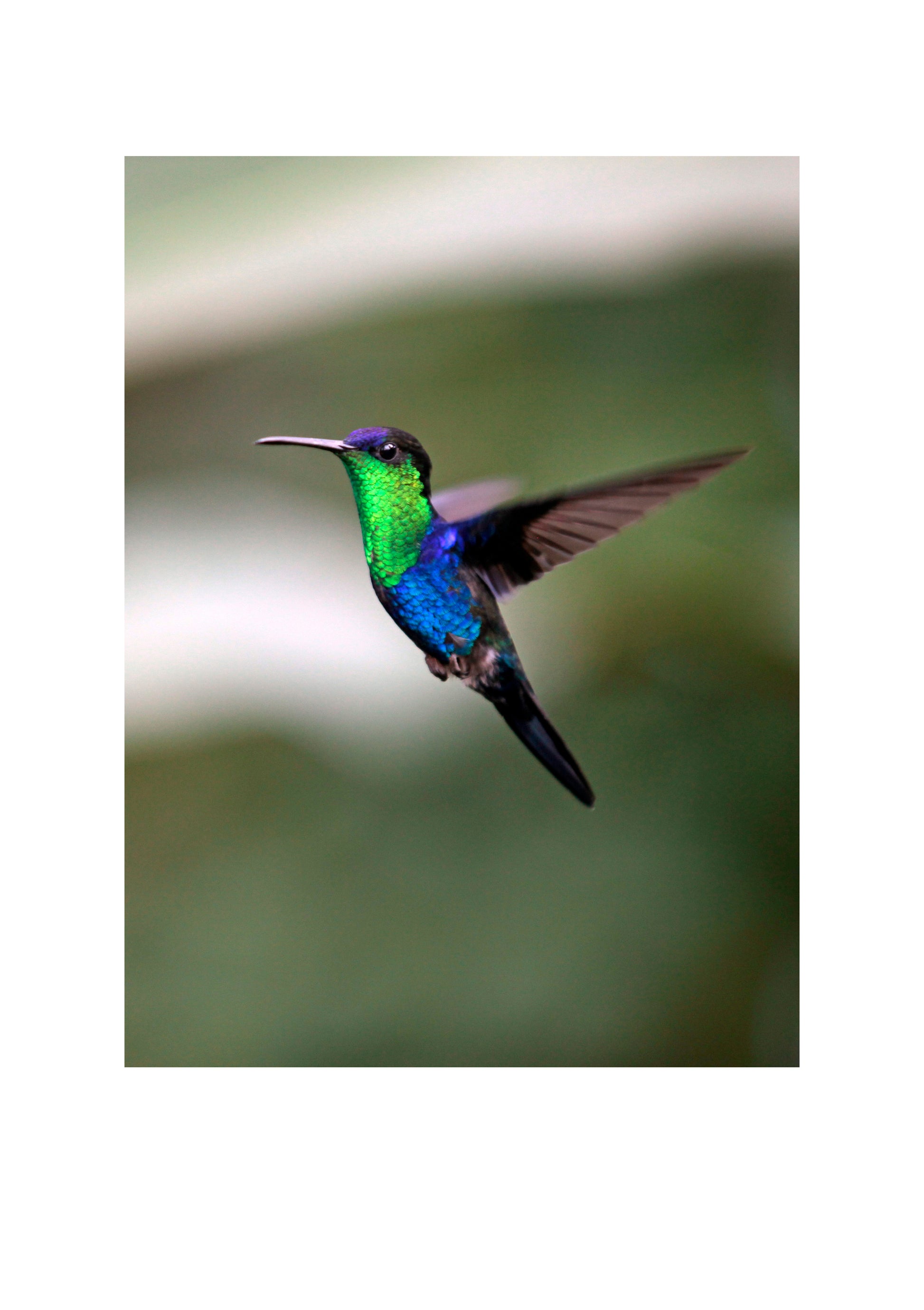 Kolibri