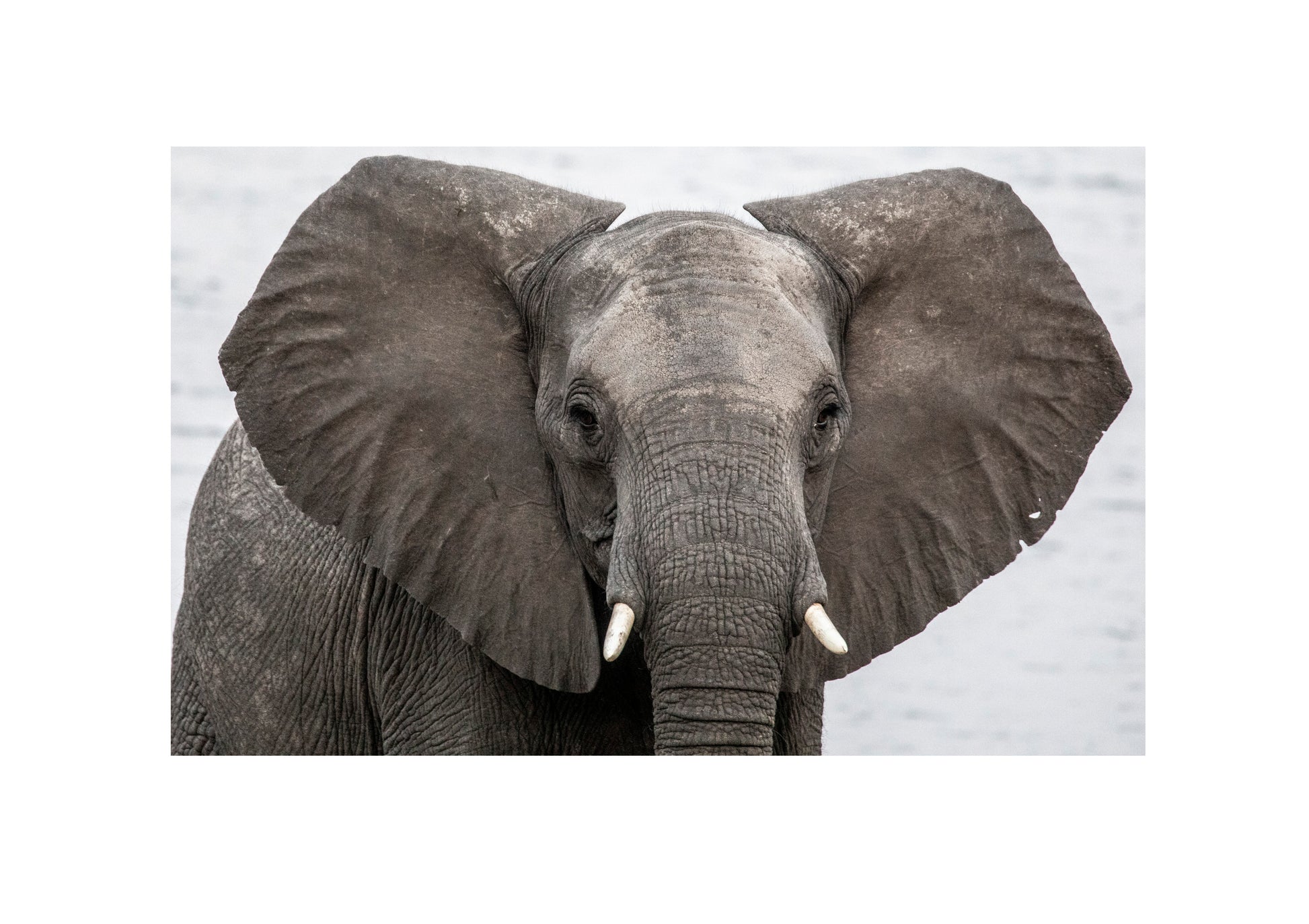 Elefant am Okawango