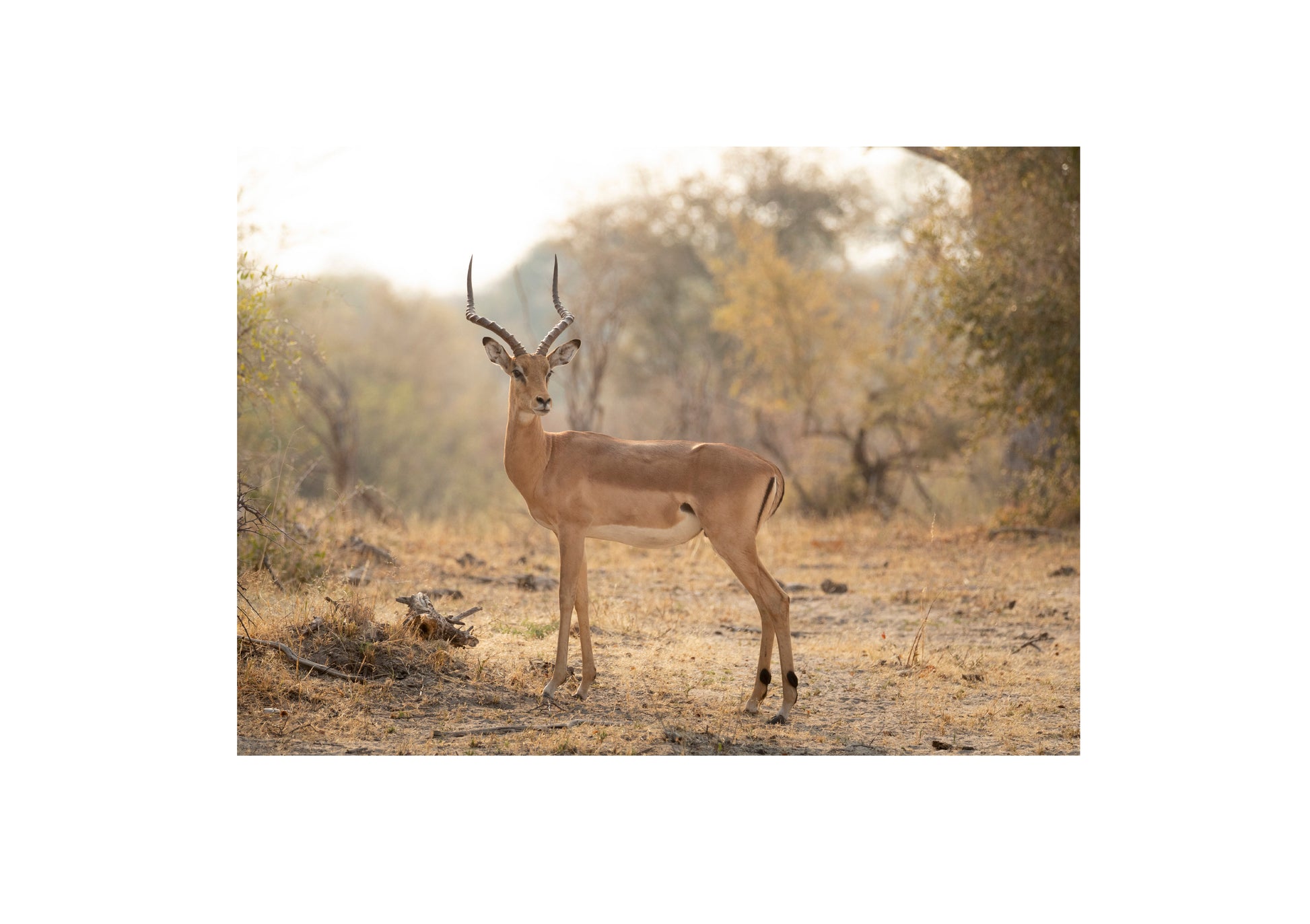 Impalla Antilope
