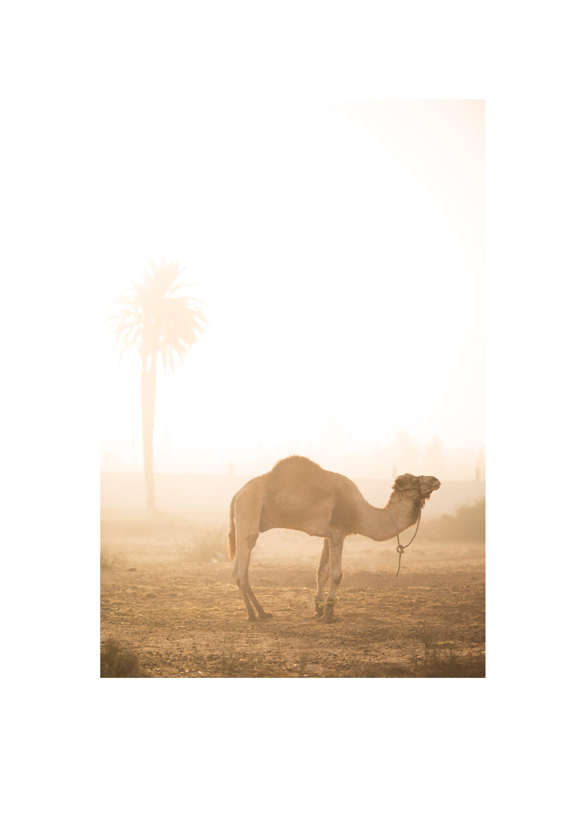 Morgenstimmung auf Djerba