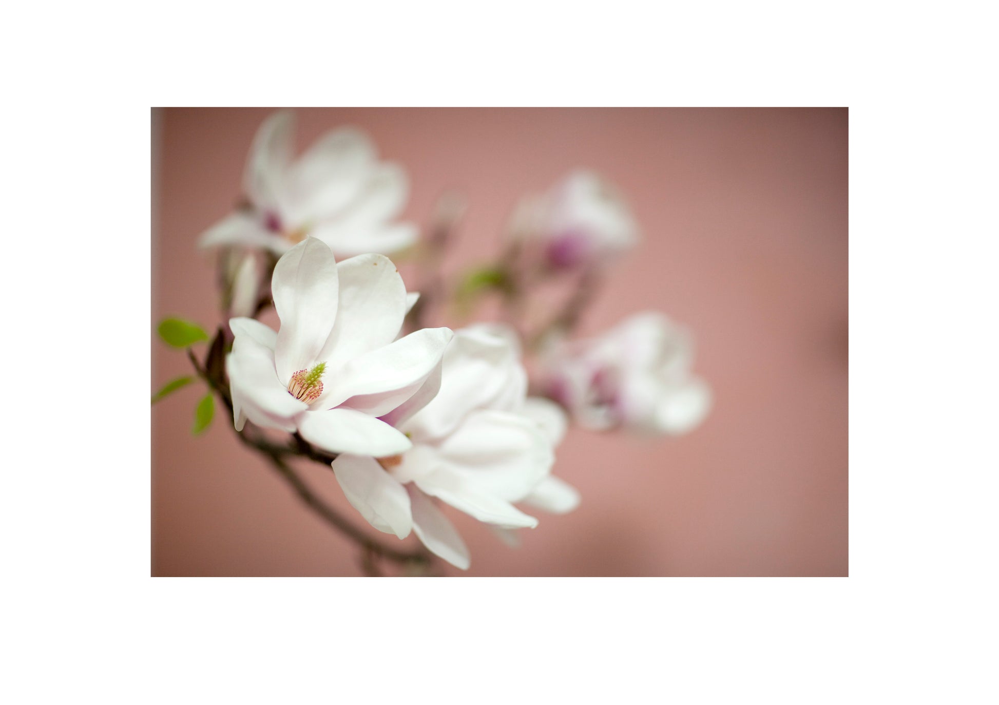 Magnolie