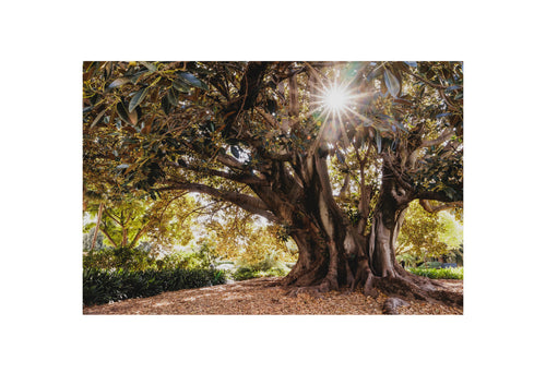 Alter Baum