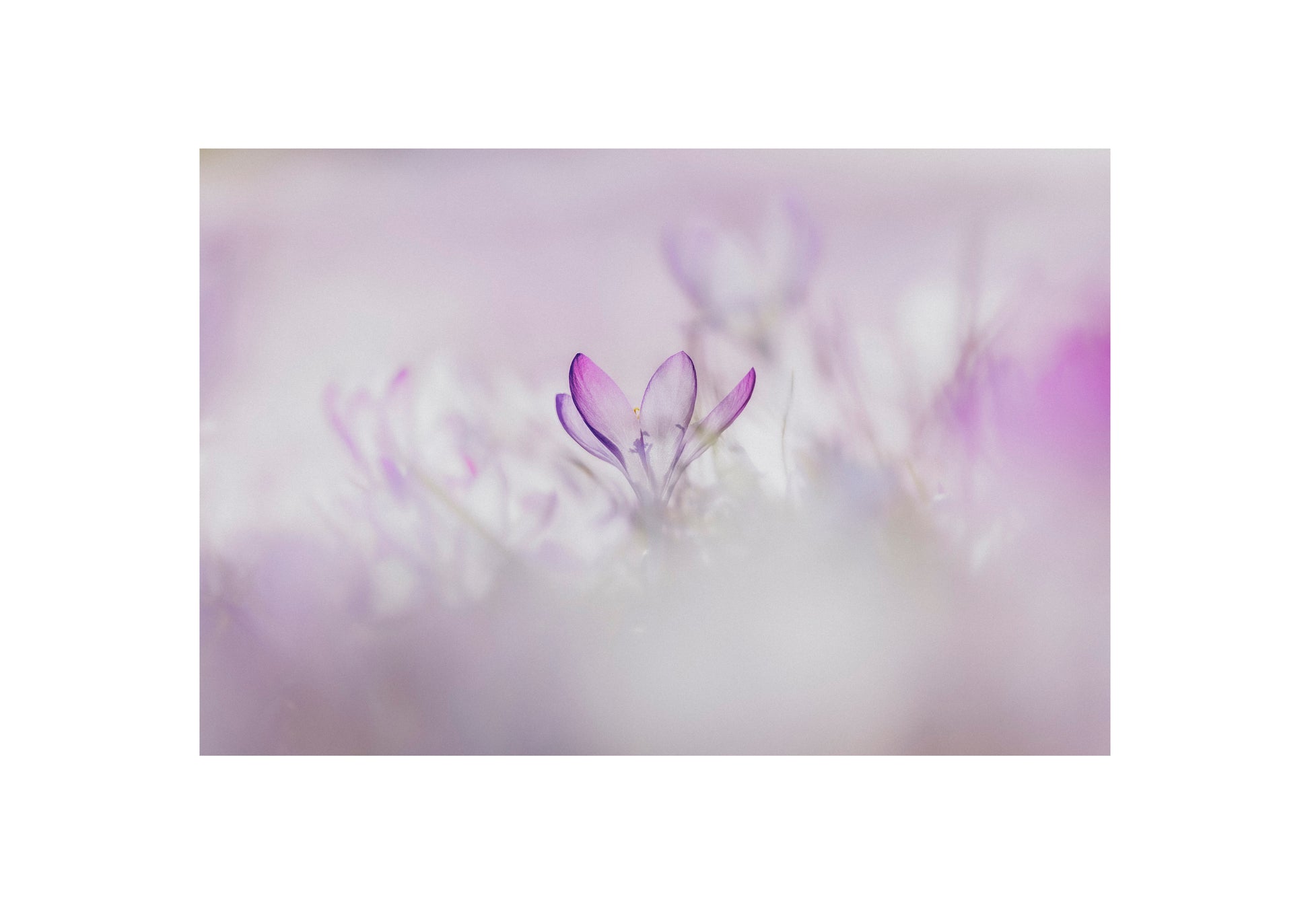 Krokus