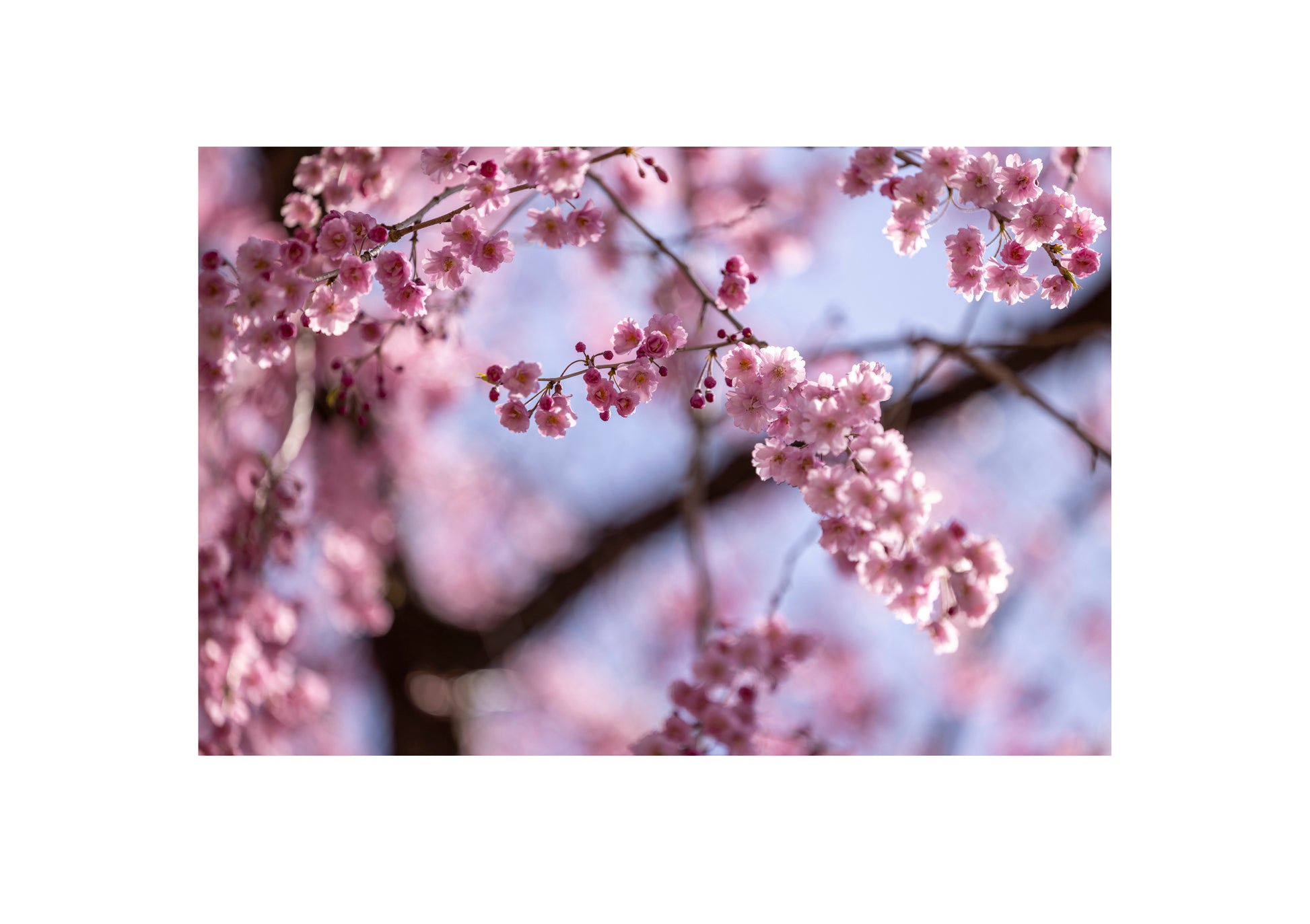 Japanische Kirschblüte